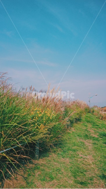 가을,억새축제,억새,하늘,갈대,landscape,plants,계절,fall,autumn,season,풍경,nature,식물,자연