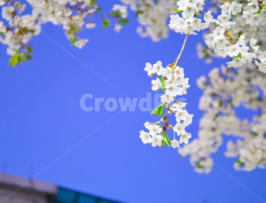spring flowers,white flower,Cherry Blossom,blossom,plant,flower