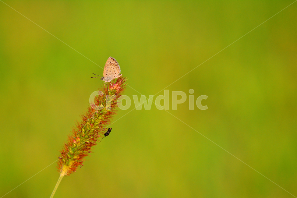 나비,접사,곤충,배경,바탕,백그라운드,마크로,macro,closeup,butterfly,green,초가을,fall,autumn,동물,풀벌레,공존,수크령,야생화,토종,식물,자연,natural,사이좋게,식물,자연,plants,nature,동물,animal,곤충,벌레,insect,bug