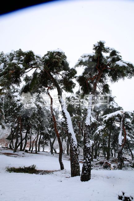 tree,나무,설송,소나무,눈,겨울,자연,옥외