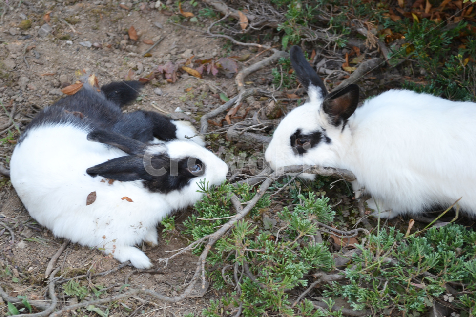 토끼,동물,소동물,점박이,rabbit,animal,포유류,mammal,동물,animal,포유류,mammal