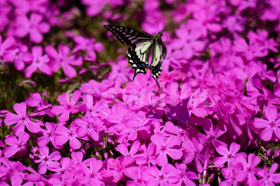 호랑나비,나비,곤충,벌레,동물,꽃,플라워,지면패랭이,자연,봄,spring,flower,nature,insect,butterfly,감성,감성사진,힐링,힐링사진,느낌,분위기,feel,feeling,순수한,순수하다,순수,밝은,밝다,화사한,화사하다,날개,날다,fly,flying,꽃사진,식물,자연,plants,nature,동물,animal,곤충,벌레,insect,bug,꽃,flower
