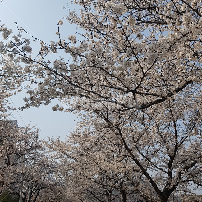 봄,벚꽃,벚꽃축제,꽃,분홍,봄,계절,spring,season,자연,풍경,nature,landscape,plant,식물,blossom,cherry blossom,flower