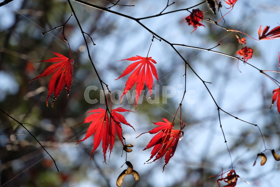 단풍,나무,가을,자연,식물,노란,노랑,fall,tree,주황,nature,red,yellow,붉은,plant,가을,계절,fall,autumn,season,자연,풍경,nature,landscape,leaf,잎,maple