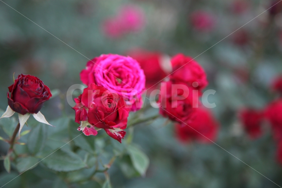 장미,장미꽃,꽃사진,붉은장미,장미축제,장미꽃밭,식물,자연,plants,nature,꽃,flower
