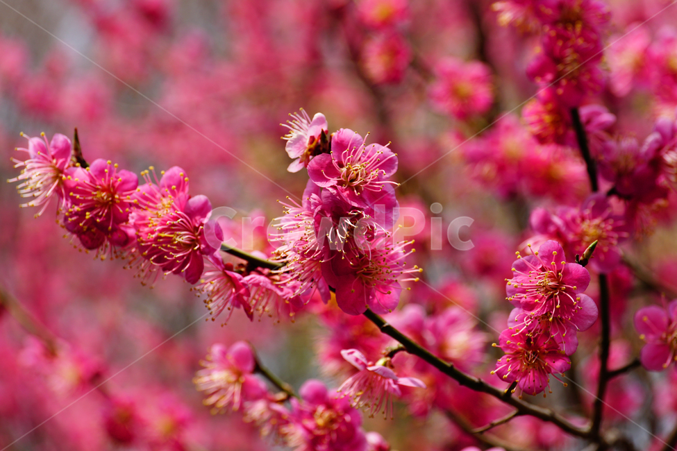 홍매화,한국자연,꽃,꽃사진,플라워,flower,봄,봄꽃,spring,식물,plants,자연,nature,풍경,landscape,계절,season,snap,스냅,접사,macro,closeup,클로즈업,감성사진,감성,힐링,healing,느낌,feel,feeling,꽃밭,화단,나무,나뭇가지,tree,꽃봉오리,4월,April,봄,계절,spring,season,식물,자연,plants,nature,꽃,flower,plant