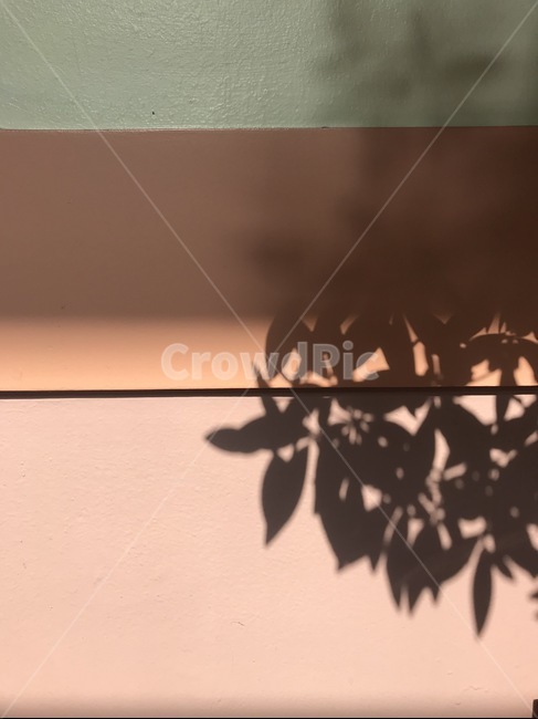 그림자,벽,잎사귀,페인트,wall,pink,coral,코랑,분홍,shadow,plant,wallpaper,texture,풀잎,잎,leaf,빛