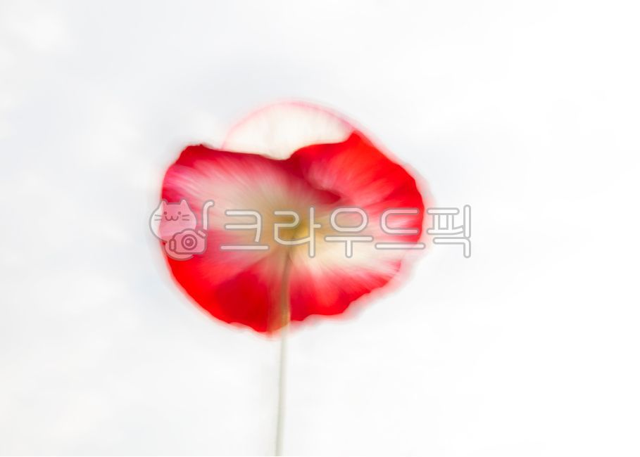 꽃,양귀비,빨간꽃,봄꽃,꽃잎,plant,petal,flower,blossom,poppyflowers,식물