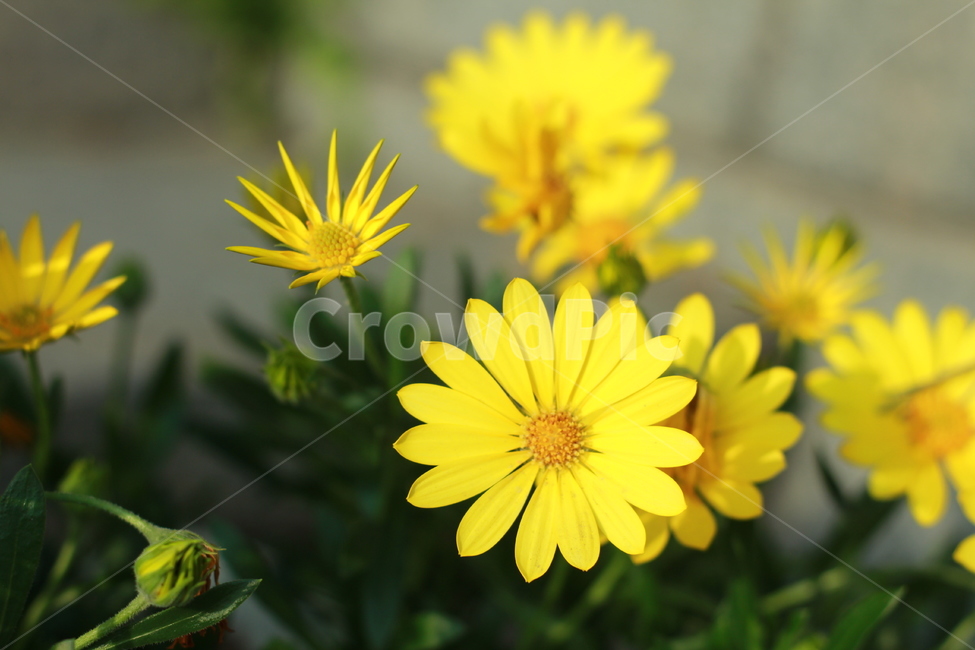 꽃,봄꽃,식물,flower,spring,봄,계절,spring,season,식물,자연,plants,nature,꽃,flower,plant,blossom,daisy,데이지,daisies