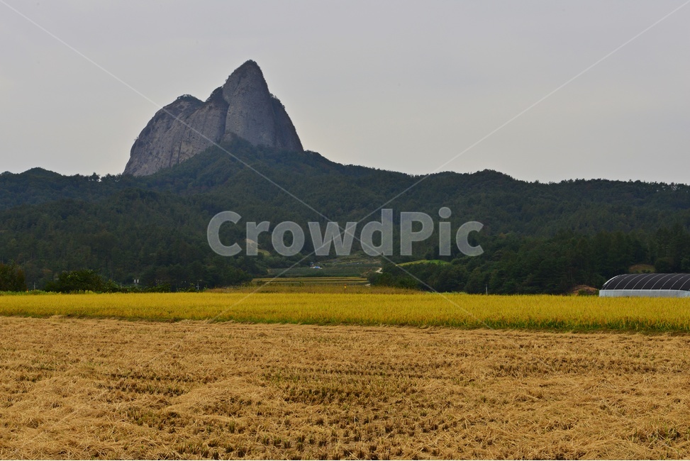 전북,진안,마이산,농업,농사,경작,가을,계절,nature,자연,outdoors,옥외,field,들,논,벼,자연,풍경,nature,landscape