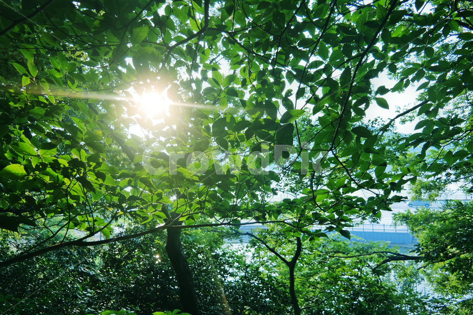 태양,여름,잎사귀,햇빛,싱그러움,자연,계절,초록빛,나무,풀,푸르름,sunshine,summer,forest,wood,plant,여름,계절,summer,season,자연,풍경,nature,landscape,light,빛,flare,플레어