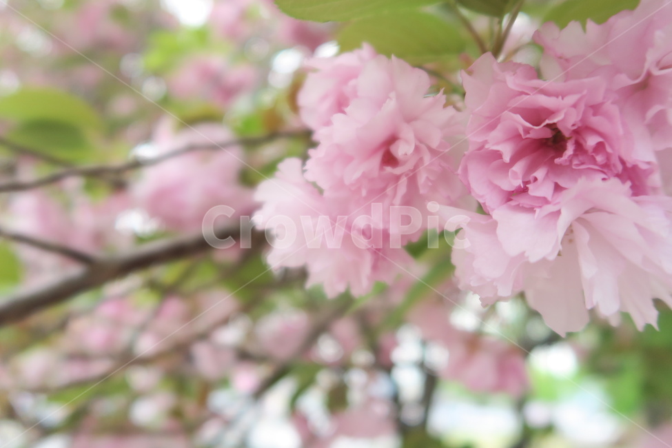 꽃,flower,겹벚꽃,벚꽃,봄꽃,봄이미지,봄날,spring,꽃축제,flowers,식물,아름,자연,nature,핑크,분홍색,pink,식물,자연,plants,nature,꽃,flower