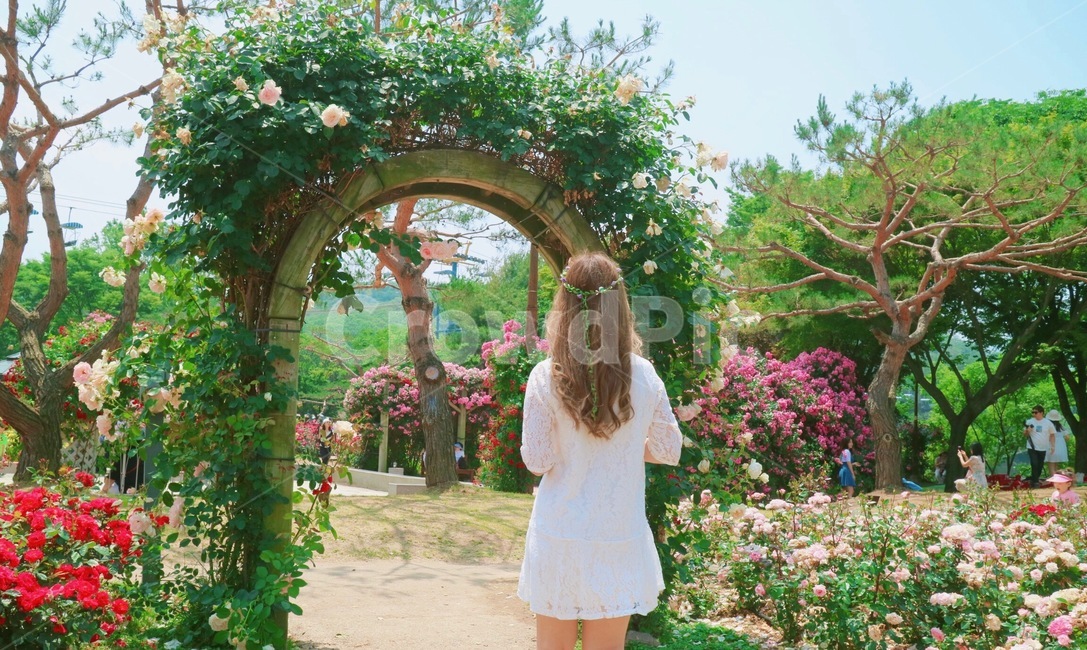 꽃,장미,축제,나무,풀,나뭇잎,장미축제,사람,인물,인간,outdoors,garden,arbour,human,person,사람,인물,인간,human,person,여성,여자,woman,female,lady