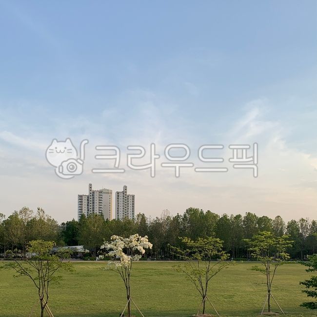 꽃나무,꽃,나무,공원,들판,식물,outdoors,nature,plant,자연,하늘