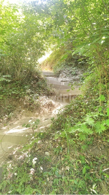 자연,나무,오솔길,산,풀,nature,trail,path,mountain
