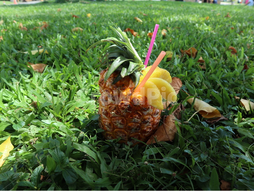 plant,식물,pottedplant,화분,파인애플,fineapple,파인애플주스,과일주스,생과일주스