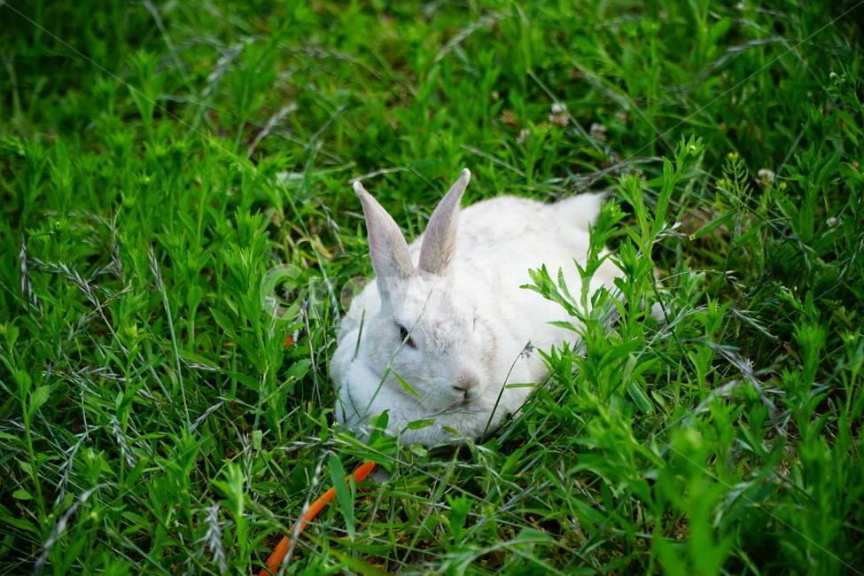 토끼,동물,자연,포유류,잔디,풀,nature,animal,rabbit,산토끼,식물