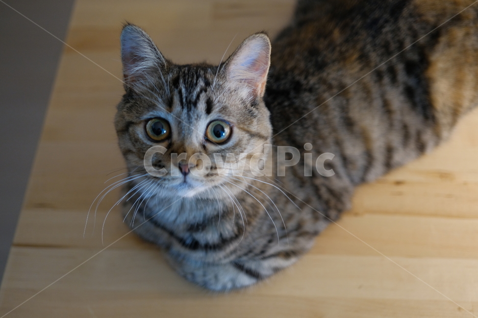 고양이,반려동물,cat,스코티쉬스트레이트,코리아숏헤어,동물,animal,포유류,mammal,고양이,cat,kitten,kitty