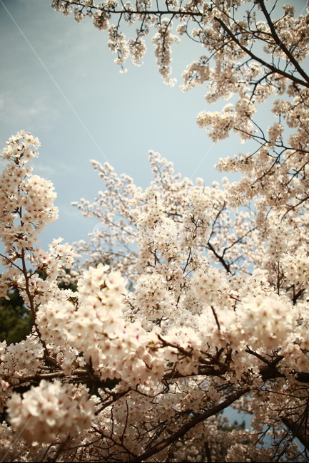 봄,벚꽃,벚나무,벚꽃나무,꽃,꽃나무,봄꽃,봄,계절,spring,season,식물,자연,plants,nature,꽃,flower,감성,sensible,feeling,plant,blossom,cherry blossom