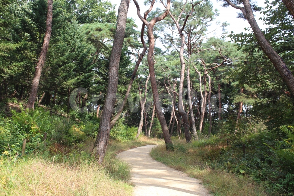 여주,효종,영릉,왕의숲길,산책,가을,자연,풍경,nature,landscape,한국자연풍경,한국자연경관,korea nature landscape,식물,plants,나무,trees,wood,plant,tree,tree trunk,나무 줄기