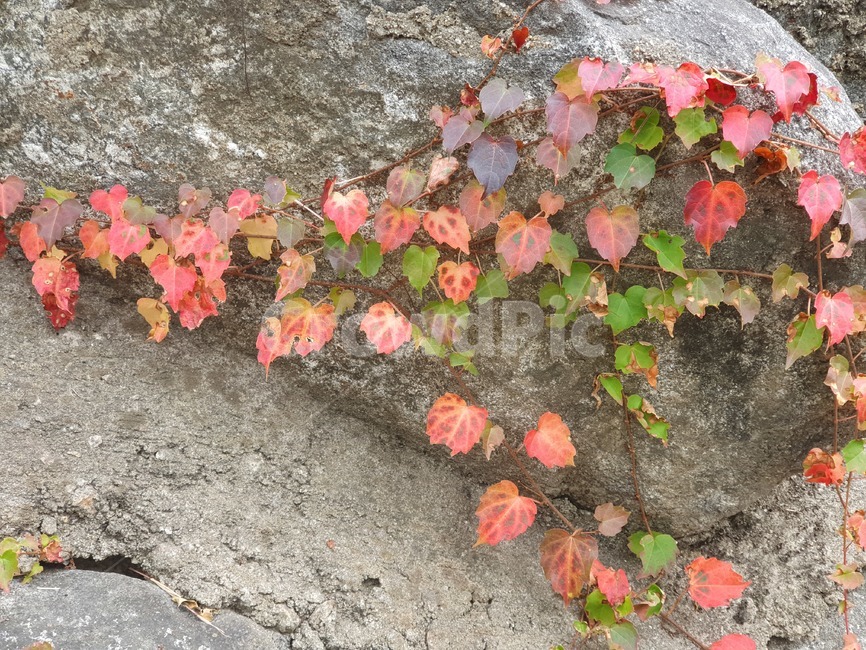 leaf,잎,plant,식물,tree,나무,단풍,돌,담쟁이,식물,자연,plants,nature