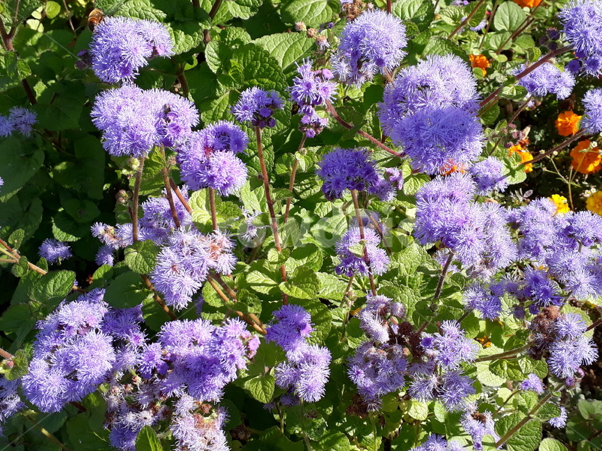 꽃,보라색꽃,자연,식물,flower