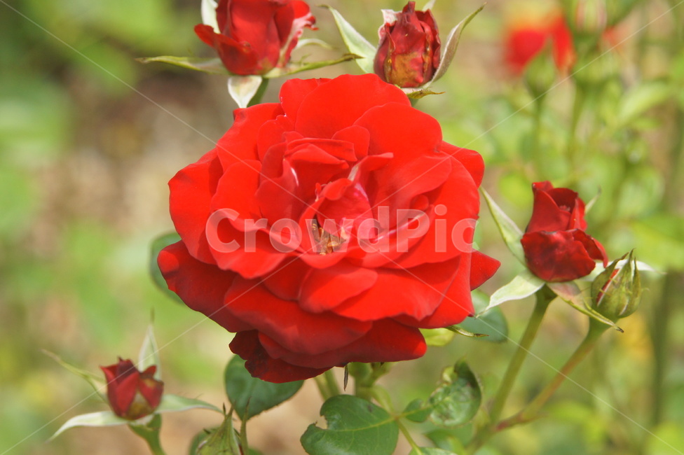 blossom,꽃,식물,rose,flower,장미,식물,자연,plants,nature,꽃,flower