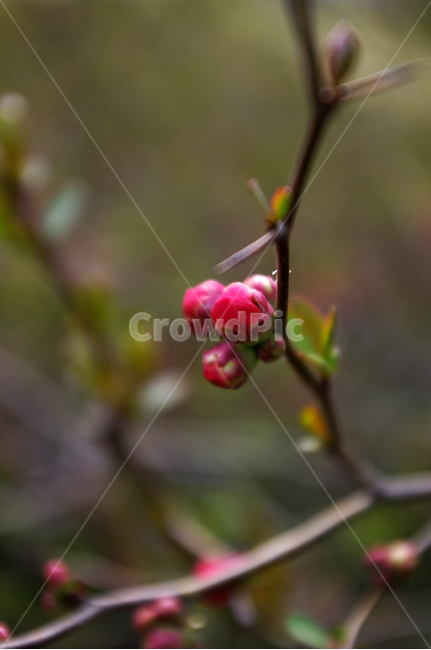 명자나무꽃,식물,plant,자연,nature,꽃,flower,봄,spring,계절,식물,자연,plants,nature,꽃,flower