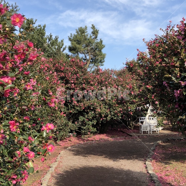 동백꽃,동백나무,풍경,꽃,봄,자연,풍경,nature,landscape,plant,식물