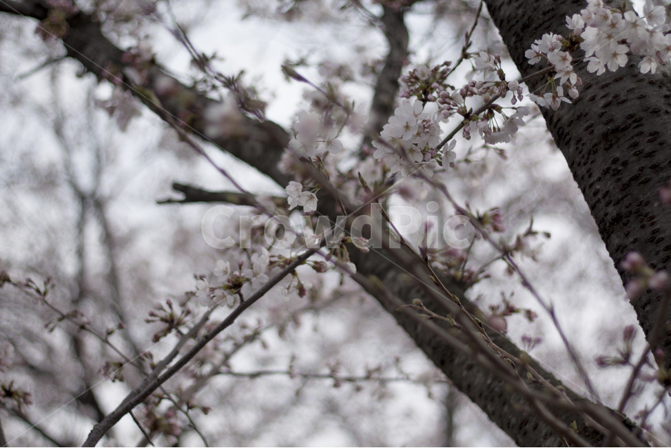 벚꽃,꽃,식물,나무,cherryblossom,flower,식물,자연,plants,nature,꽃,flower