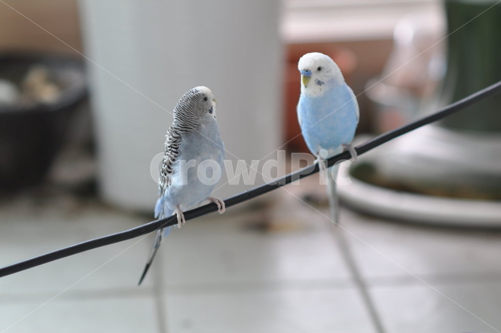 사랑앵무,잉꼬,새,조류,앵무새,파란새,동물,animal,조류,새,birds