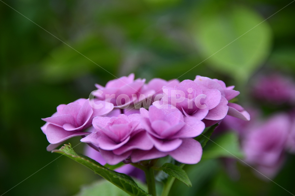 꽃,자연,식물,야생화,nature,flower,감성,feeling,배경,백그라운드