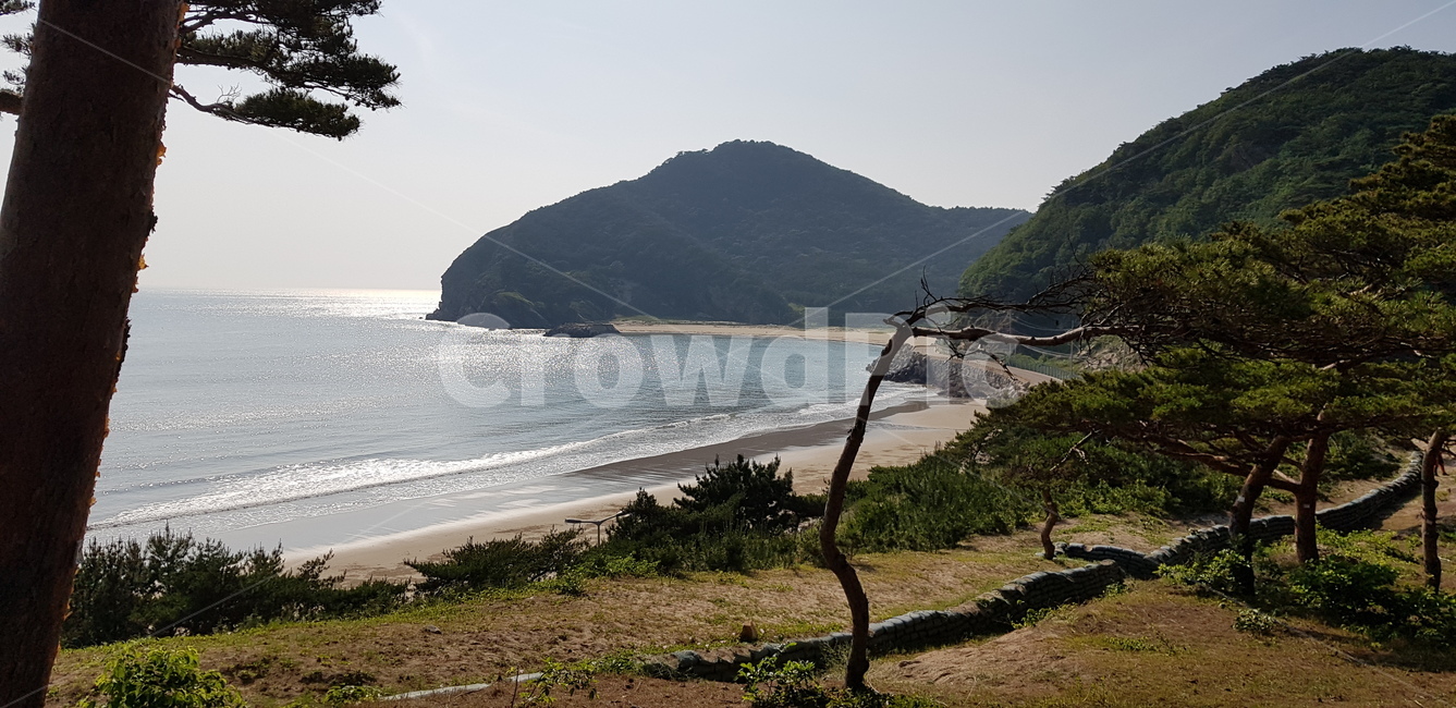 대청도,바다,해안가,해송,소나무