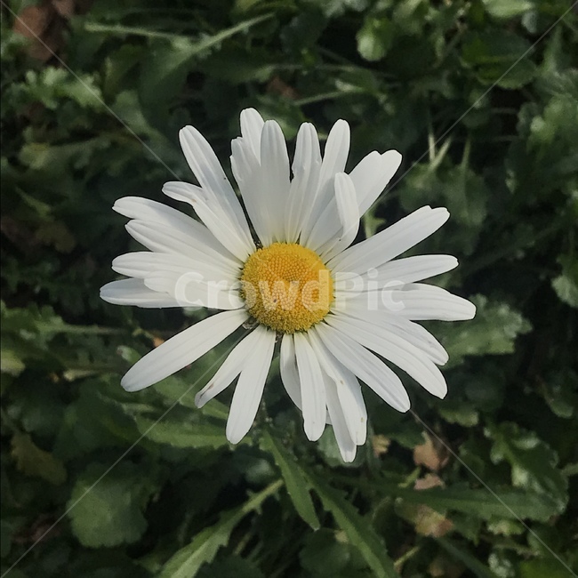 식물,꽃,flower,데이지,daisy,풀,흰꽃,초록