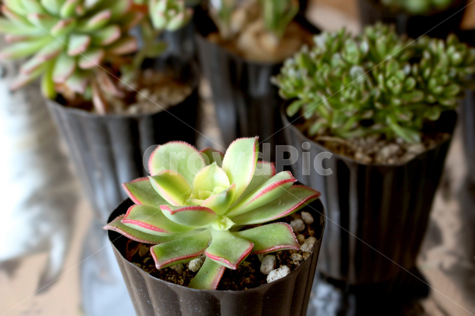 다육이,화분,미니,풀,흙,실내용화초,화분,화초,house plant