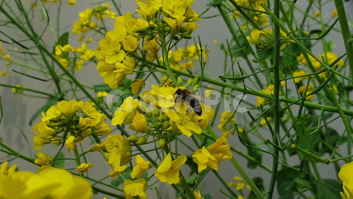 벌,노란색,유채꽃,꿀벌,매크로,접사,귀여움,yellow,bee,일벌,work,봄,계절,spring,season,식물,자연,plants,nature,꽃,flower,동물,animal,곤충,벌레,insect,bug,invertebrate,무척추 동물,honey bee