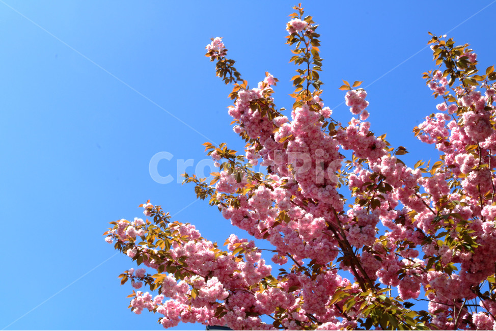 doublefloweringcherryblossoms,겹벚꽃,벚꽃,꽃,cherryblossoms,spring,flowers,sky,beautiful,청량한,맑은,하늘,봄,꽃나무,개화,봄,계절,spring,season,plant,식물,flower,blossom