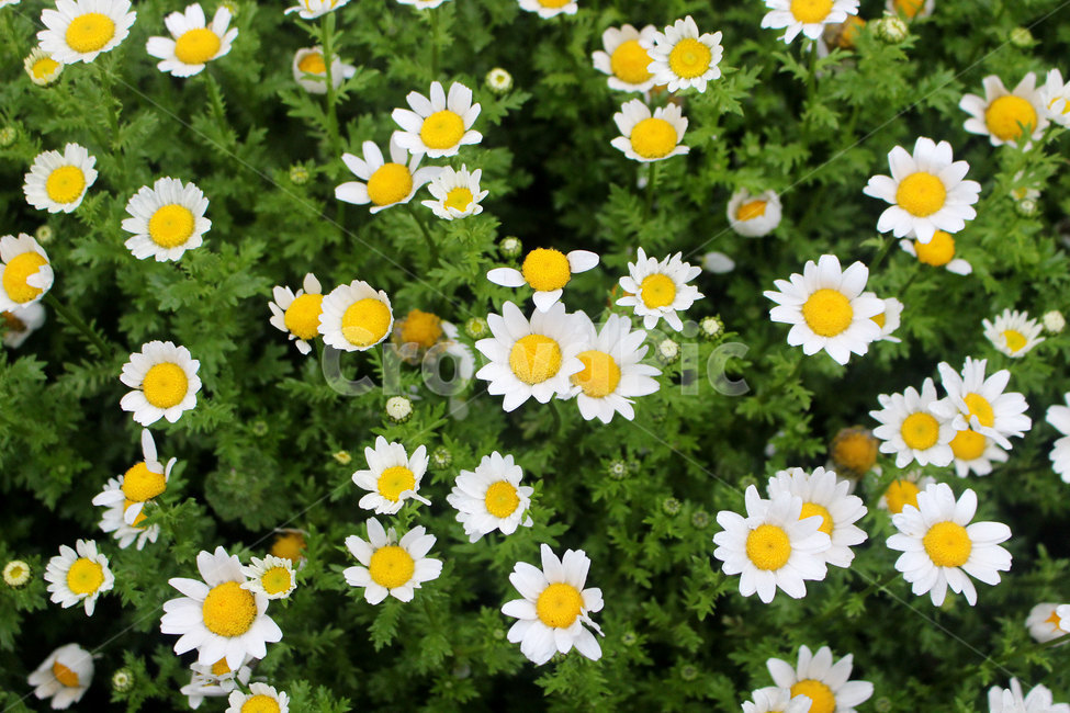 계란꽃,흰색꽃,eggflowers,whiteflowers,봄꽃,springflowers,식물,자연,plants,nature,꽃,flower