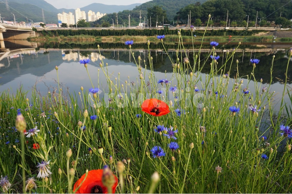 꽃,들꽃,강가,강,산책로,flower,flowers,riverside,river,view,trail,식물,자연,plants,nature,꽃,flower