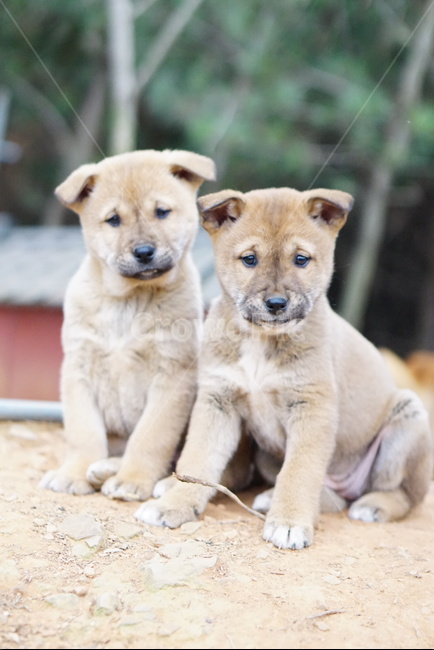 강아지,개,개두마리,pet,puppy