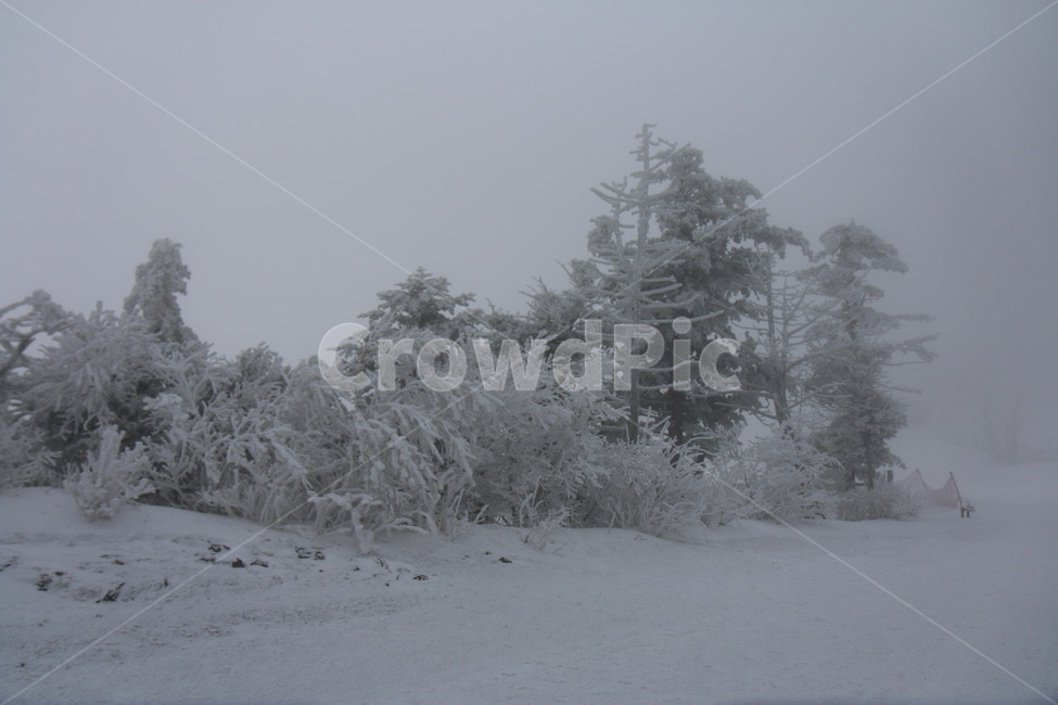 눈,눈꽃,plant,나무,tree,식물,겨울,계절,winter,season,자연,풍경,nature,landscape,fir,전나무