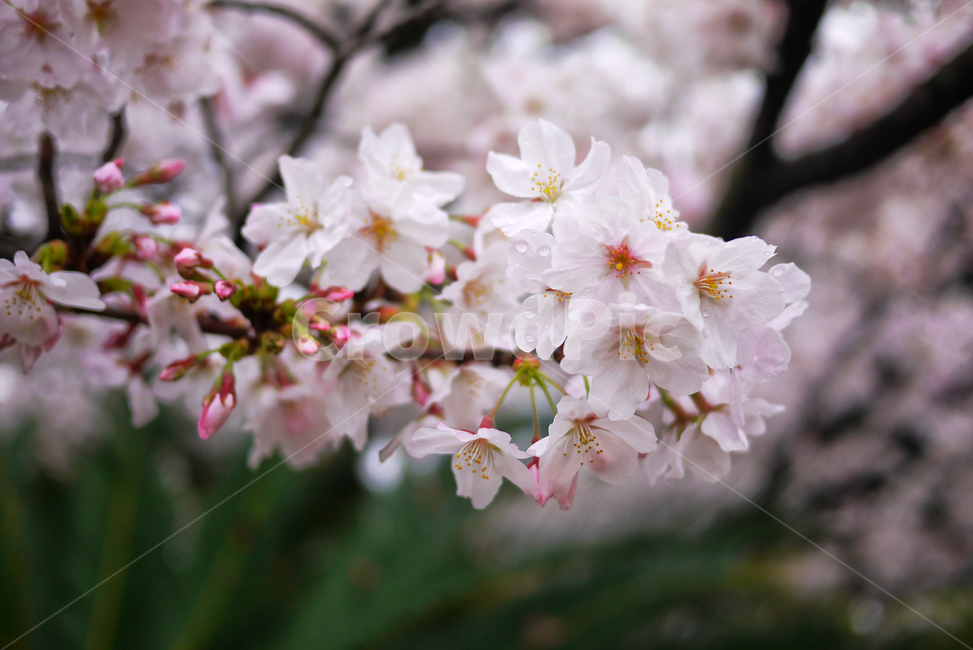 벚꽃,봄,꽃,식물,plant,flower,blossom,cherryblossom,봄,계절,spring,season