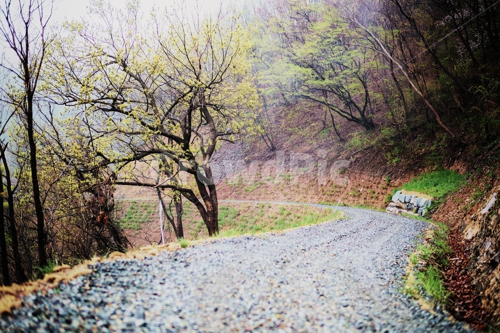 임도,산길,숲길,봄,아침,자연,풍경,nature,landscape,ground,바닥,dirt road,흙길,road,도로,gravel,자갈