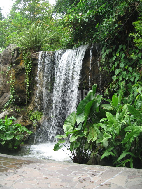 waterfall,폭포,물,자연,풍경,식물,자연,plants,nature