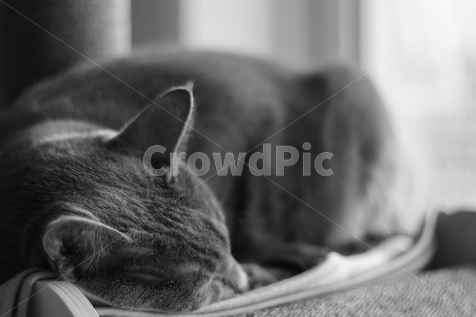 고양이,반려묘,흑백,감성,집냥이,러시안블루