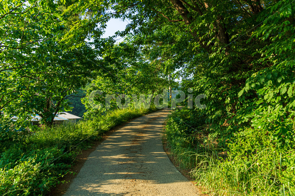길,초록,산길,숲,산책,road,green,amountainpass,forest,walk