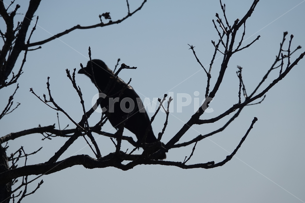 자연,산맥,옥외,산,nature,mountain,outdoors,동물,animal,조류,새,birds
