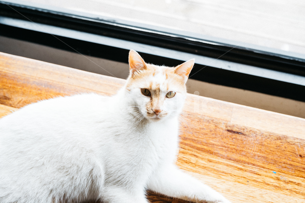 고양이,야옹이,냥,길냥이,꽃냥,동물,야옹,cat,캣,동물,animal,포유류,mammal,고양이,cat,kitten,kitty,감성,sensible,feeling