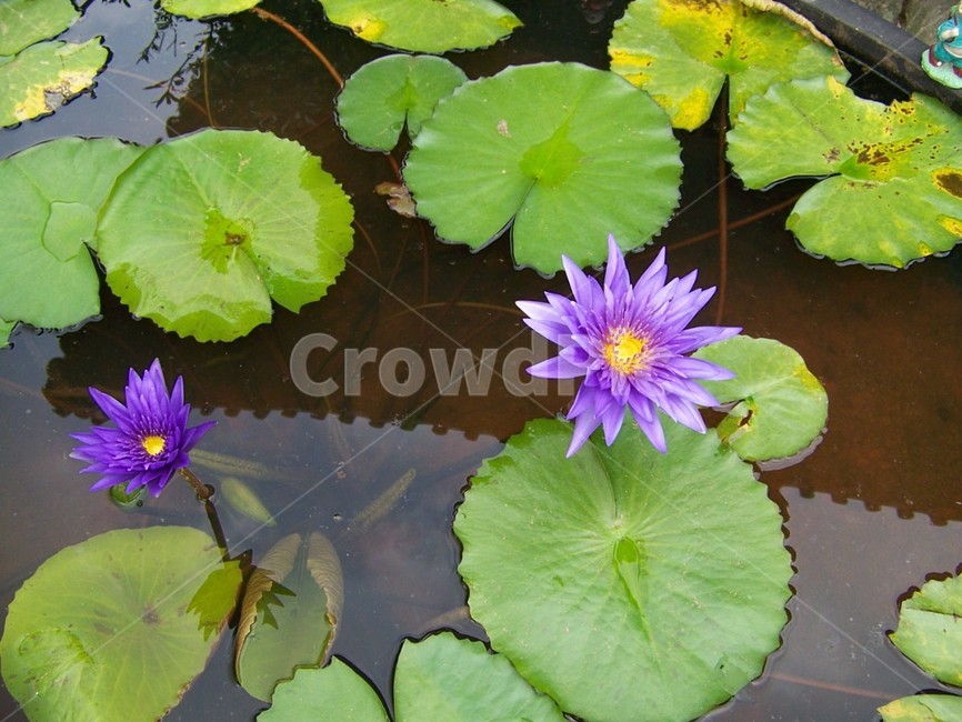 연꽃,lotus,보라,보라연꽃,연못,식물,자연,plants,nature,꽃,flower