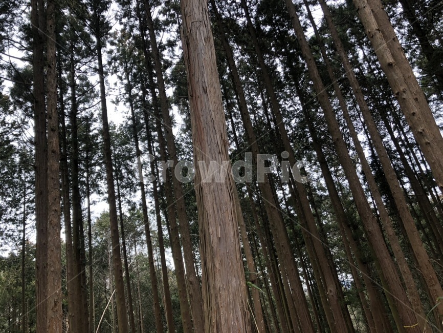 자연,풍경,나무,숲,tree